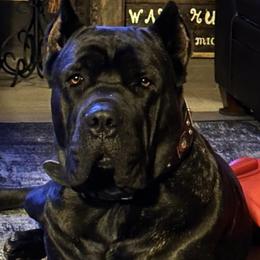 Cane Corso from Big Thunder Cane Corso