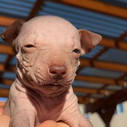 Cappuccino - Chocolate male American Hairless Terrier puppy in Sacramento, California from Gold Rush Kennels