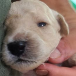 Goldendoodles from Easy Win Doodles LLC