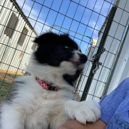 Border Collie Puppies from Sage Ridge