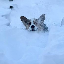 Pembroke Welsh Corgi Puppies from Robin’s Welsh Pembroke Corgis