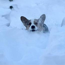 Pembroke Welsh Corgi Puppies from Robin’s Welsh Pembroke Corgis