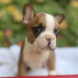 French Bulldog Puppies from DeWitt Frenchies