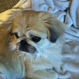 Monkey - Pekingese