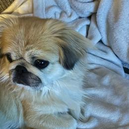 Monkey - Pekingese