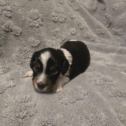 Grey - Piebald male Dachshund puppy in Mulberry, Florida from J's Mini Dachshunds