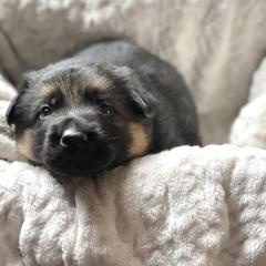 Girl 1 - German Shepherd puppy in Snohomish County, Washington from Vom Haus Rae