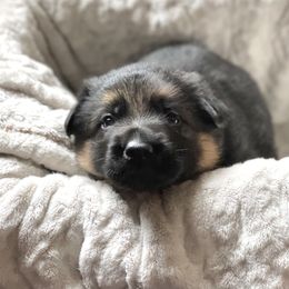 Girl 1 - German Shepherd puppy in Snohomish County, Washington from Vom Haus Rae