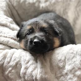 Girl 1 - German Shepherd puppy in Snohomish County, Washington from Vom Haus Rae