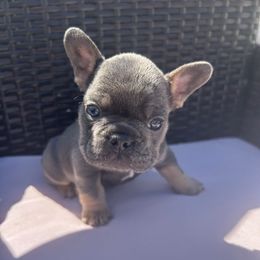 Scooby - Black and tan male French Bulldog puppy in Hampstead, Maryland from The Frenchie Life