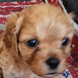 Pearl - Red female Cavapoo puppy in Salisbury, North Carolina from Carolina Canines