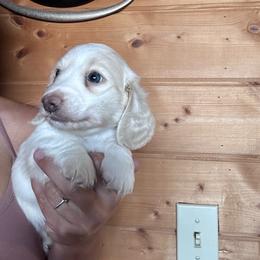 Boy 1 - Cream male Dachshund puppy in Cheyenne, Wyoming from Great Basin Hounds