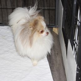 Barkley - Pomeranian