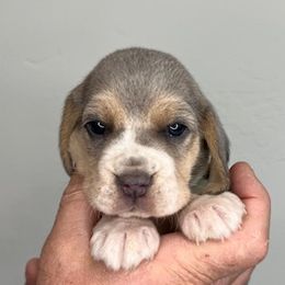 AKC Green Collar Female - Beagle puppy from Idaho Beagles