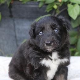 Ripper - Black tri-color male Australian Shepherd puppy in Hillsboro, Ohio from Sugar Grove Farms