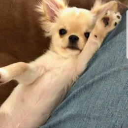 Chihuahua Puppies from Lucky Star Chihuahuas