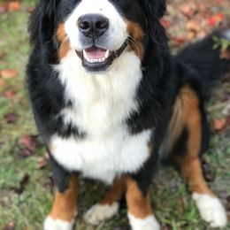 Tanner - Bernese Mountain Dog