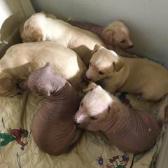 Peruvian Inca Orchid Puppies from Naked baby’s