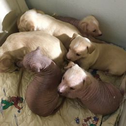 Peruvian Inca Orchid Puppies from Naked baby’s