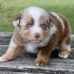 Sandy - Red merle female Miniature Australian Shepherd puppy in Evant, Texas from Lazy VT Bar Ranch