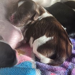 Boy Three - Liver and white male Shih Tzu puppy in New Bern, North Carolina from Kuddly Creatures