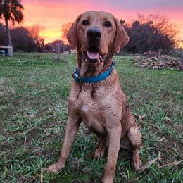 Hoss - Labrador Retriever