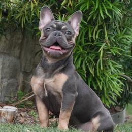 Belle - French Bulldog
