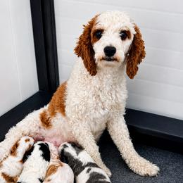 Dixie - Cavapoo