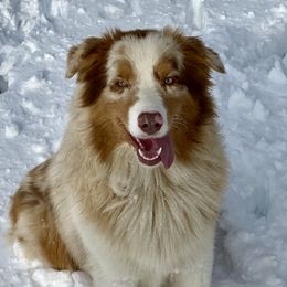 “Sammi”  - Australian Shepherd