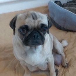 Gabby - Pug