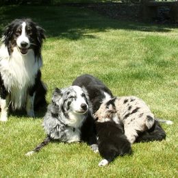 Australian Shepherd Puppies from Sliding S Australian Shepherds