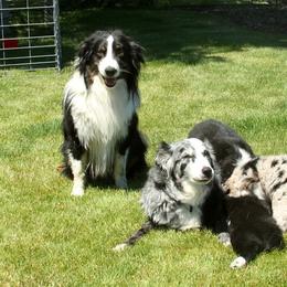 Australian Shepherd Puppies from Sliding S Australian Shepherds