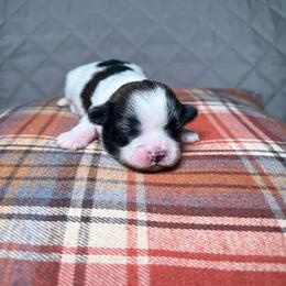 Dolly - Black and white female Shih Tzu puppy in Phoenix, Arizona from Spoiled ShihTzu LLC