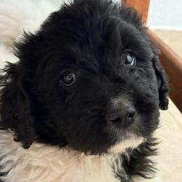 Magnolia - female Newfypoo puppy in San Antonio, Texas from Mammoth Doodles