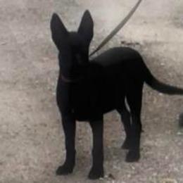 Girl 3 - Black female Belgian Malinois puppy in North Fort Myers, Florida from Reinwald Kennels Dee Reinwald & Thomas Brennan