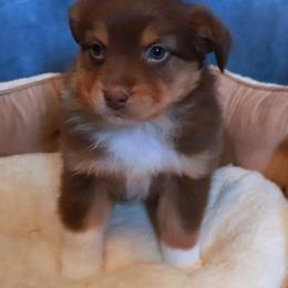 Sally - Red tri female Miniature Australian Shepherd puppy in Macomb, Missouri from Faunus Farms and Aussies