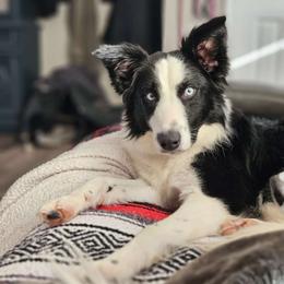 Athena - Sporty Mix