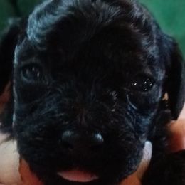 Boy 1 - male Cavapoo puppy in Salisbury, North Carolina from Carolina Canines