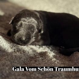 Gala - Black female German Shepherd puppy in Garland, Maine from Vom Schön Traumhund
