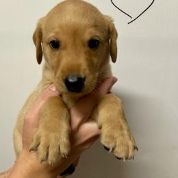 Black - Yellow male Labrador Retriever puppy in Newaygo, Michigan from Royal Oak Gundogs