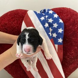 Bernedoodle Puppies from Honey B. Bernedoodles