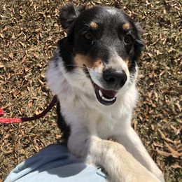 Aussiedoodles, Australian Shepherds, Miniature Australian Shepherds, and Toy Australian Shepherds from Doodles ‘N Dawgs