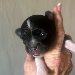 Stars - Black and tan male Chihuahua puppy in Tecumseh, Oklahoma from Callie’s Happy Chihuahuas, Callie’s Happy Treasures LLC
