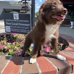 Hank - Red & white male Miniature Australian Shepherd puppy in Mount Airy, Georgia from North Georgia Gems