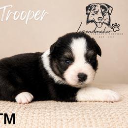 Trooper - Black tri male Miniature American Shepherd puppy in Leitchfield, Kentucky from Legendmaker MAS