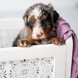 Annabelle - Merle female Bernedoodle puppy in Lititz, Pennsylvania from Sleepy Hollow Acres