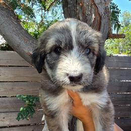 Emy - Sable and white female Siberian Husky puppy in Los Angeles, California from Zenia Huskies
