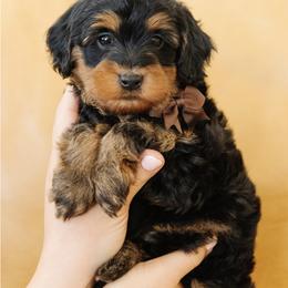 Male Mini Multigenerational Bernedoodle 'Bullseye' No Collar - Phantom male Bernedoodle puppy in Kamas, Utah from A + E Farms