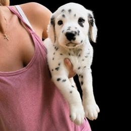 Aquamarine - White and black male Dalmatian puppy in Bremen, Georgia from Clark’s Dalmatians