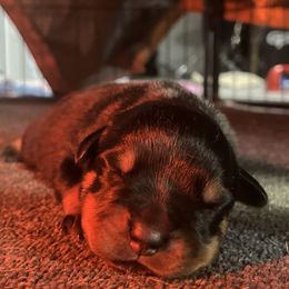 Fabia Male - Black and mahogany male Rottweiler puppy in Fredericktown, Missouri from Obsessions Rottweiler